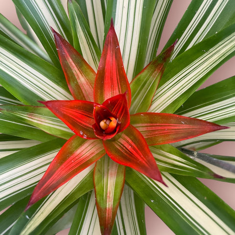Guzmania lingutata variegata (espécie verdadeira)