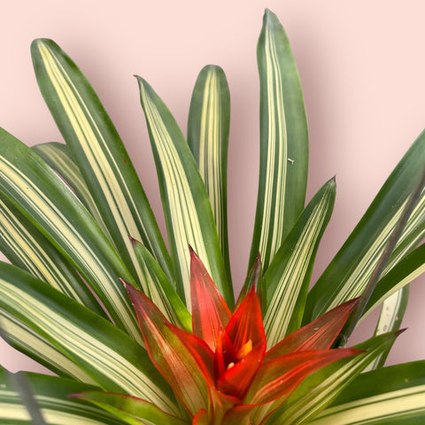 Guzmania lingutata variegata (espécie verdadeira)
