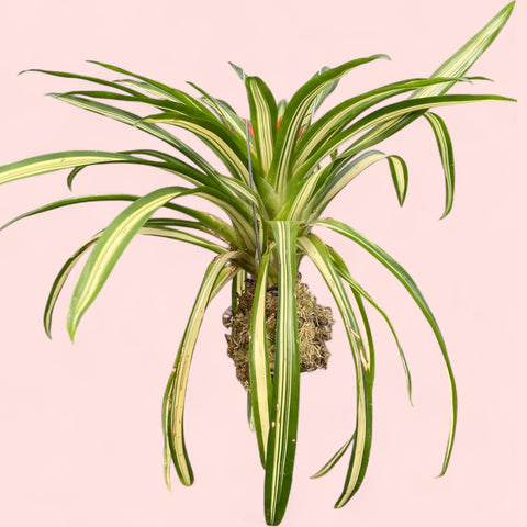 Guzmania lingutata variegata (espécie verdadeira)