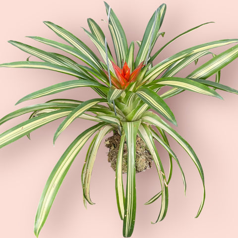 Guzmania lingutata variegata (espécie verdadeira)