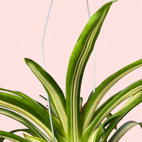 Guzmania lingutata variegata (espécie verdadeira)