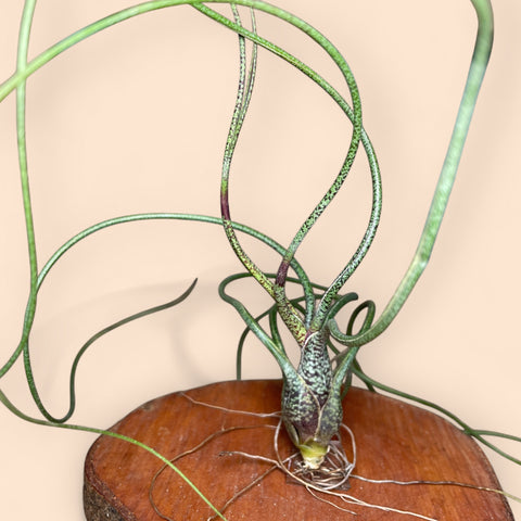 Tillandsia Butzii | Entre Raízes Botânica - Detalhe 4