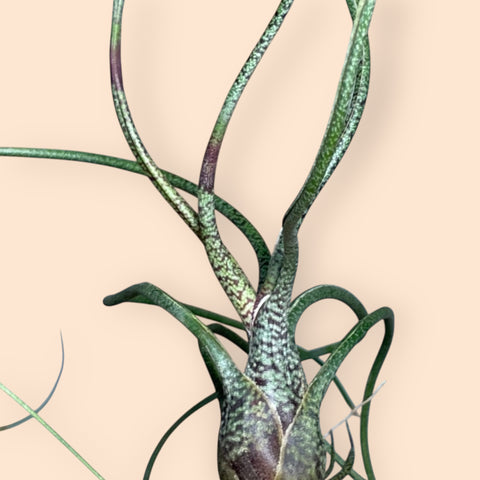 Tillandsia Butzii | Entre Raízes Botânica - Detalhe 2