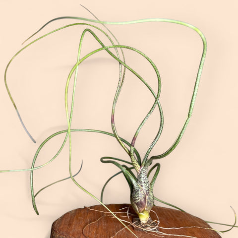Tillandsia Butzii | Entre Raízes Botânica