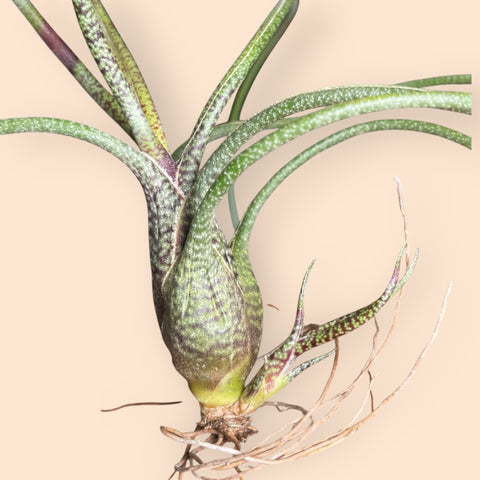 Tillandsia Butzii | Entre Raízes Botânica - Detalhe 3