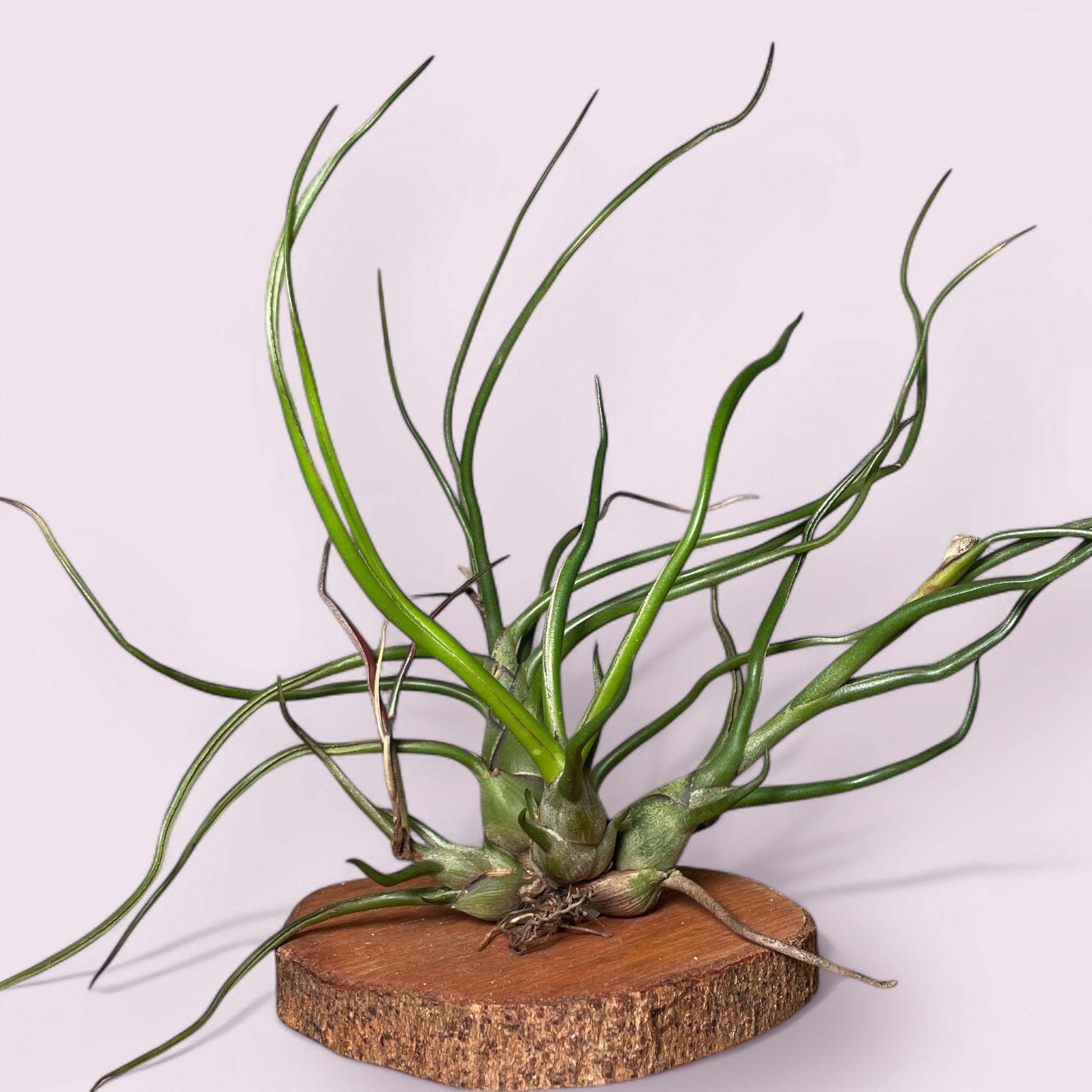 Tillandsias e Brómelias – Entre Raízes Botânica