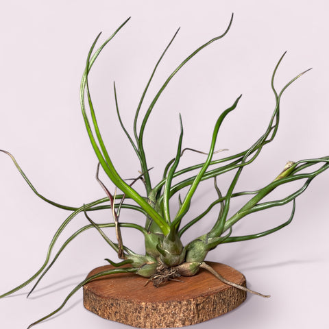 Tillandsia Bulbosa
