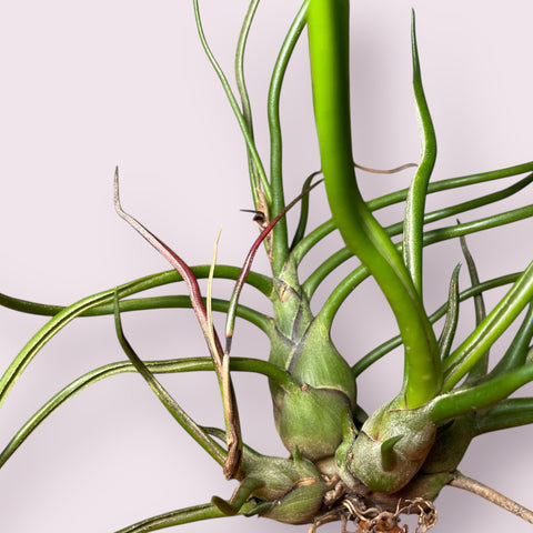 Tillandsia Bulbosa
