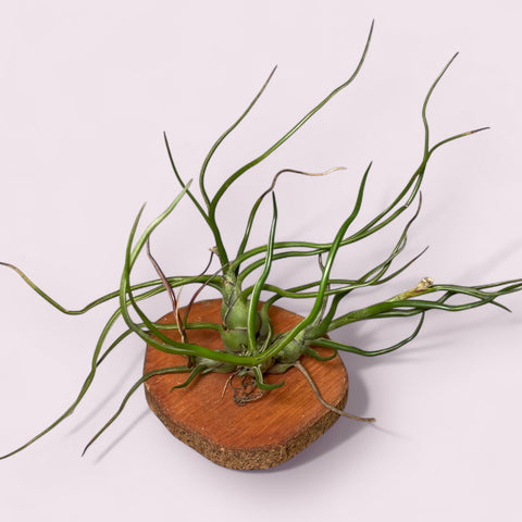 Tillandsia Bulbosa