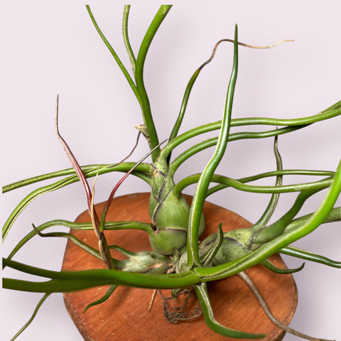 Tillandsia Bulbosa