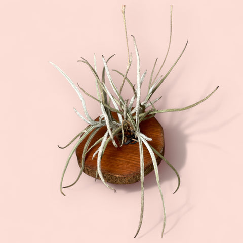 Tillandsia crocata