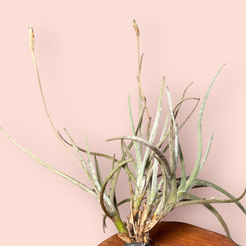 Tillandsia crocata