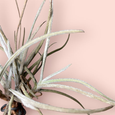 Tillandsia crocata