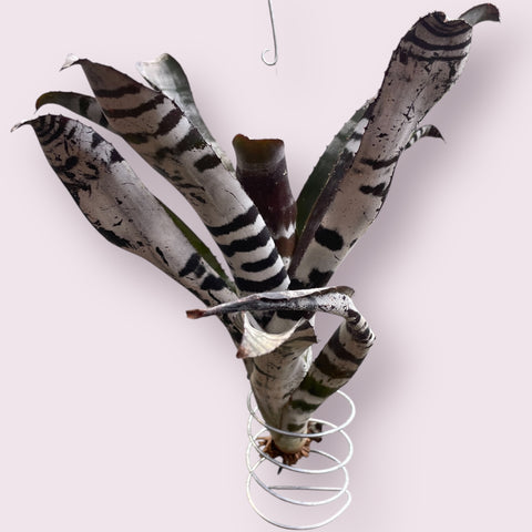 Aechmea chantinii black P