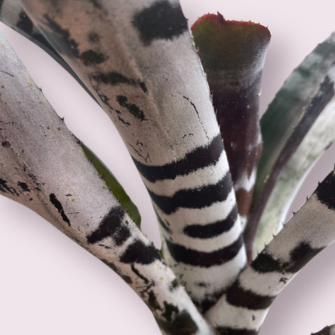 Aechmea chantinii black P