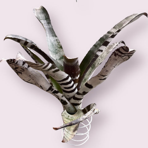 Aechmea chantinii black P