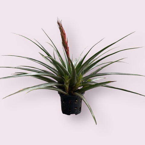 Tillandsia Boliviana