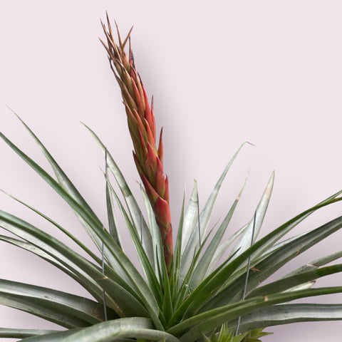 Tillandsia Boliviana