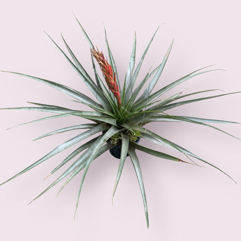 Tillandsia Boliviana