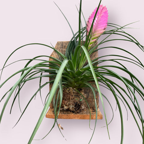 Tillandsia Cyanea (na placa)