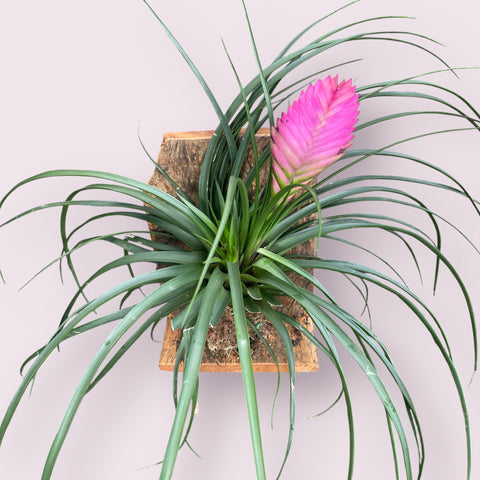 Tillandsia Cyanea (na placa)