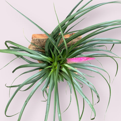 Tillandsia Cyanea (na placa)