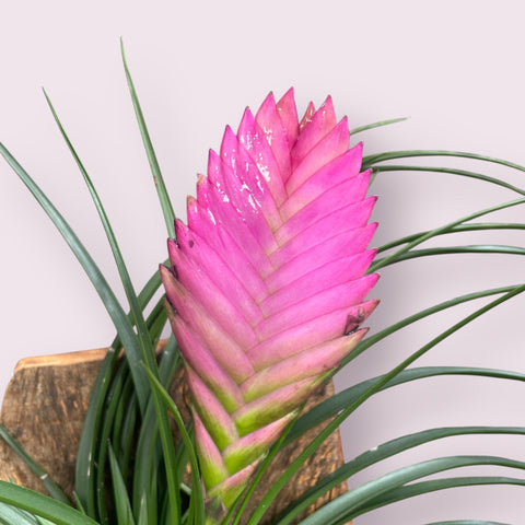 Tillandsia Cyanea (na placa)