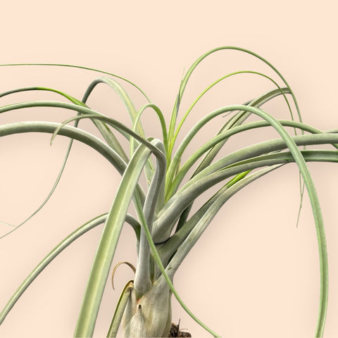 Tillandsia Draconic P