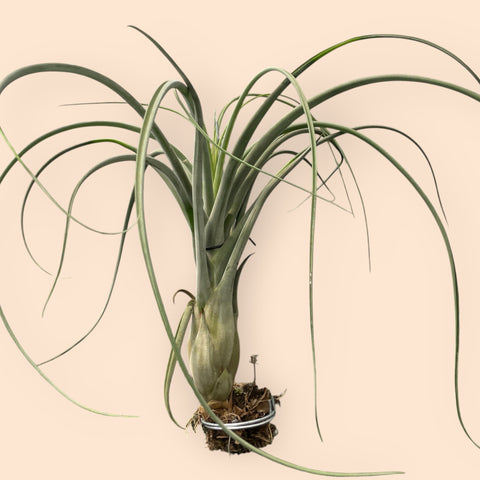 Tillandsia Draconic P