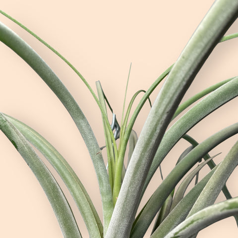 Tillandsia Draconic P