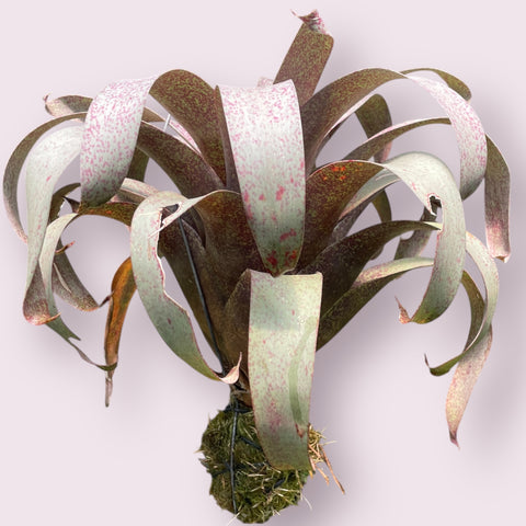 Vriesea Saundersii