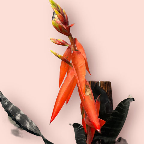 Aechmea chantinii black G