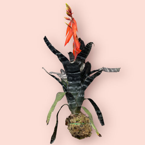 Aechmea chantinii black G