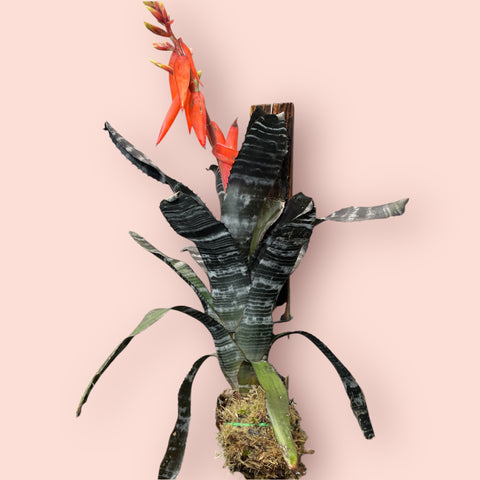 Aechmea chantinii black G