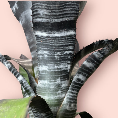 Aechmea chantinii black G