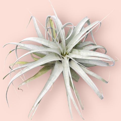 tillandsia xerographica
