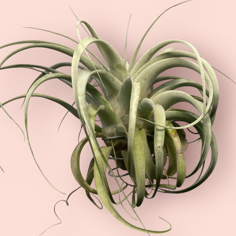 tillandsia xerographica