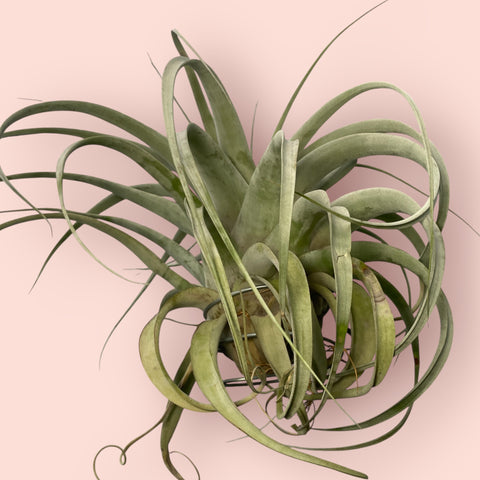 tillandsia xerographica