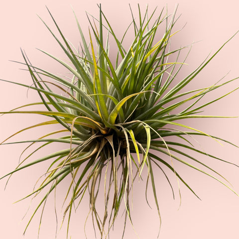 Tillandsia Captata Maya Gold - grande
