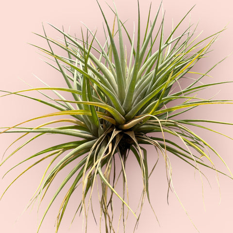 Tillandsia Captata Maya Gold - grande