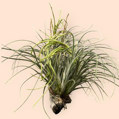 Tillandsia Draconic - grande