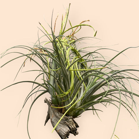 Tillandsia Draconic - grande