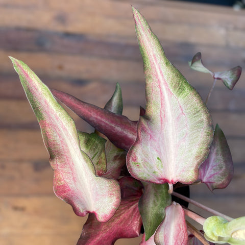 Caladium Lança - 01