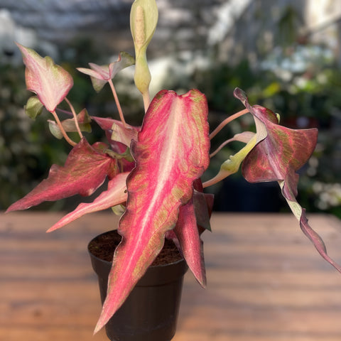 Caladium Lança - 01