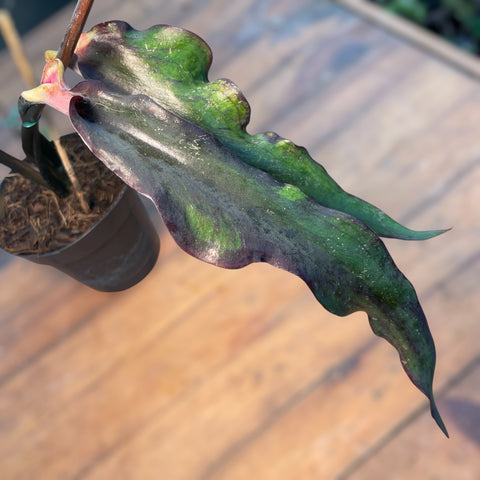 Caladium Lança - 02