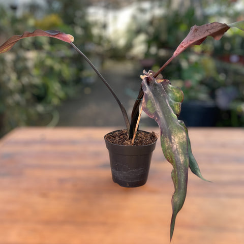 Caladium Lança - 02