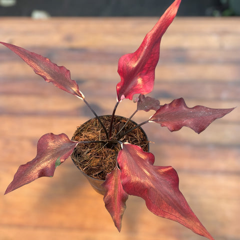 Caladium Lança - 05