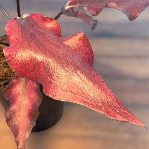 Caladium Lança - 05