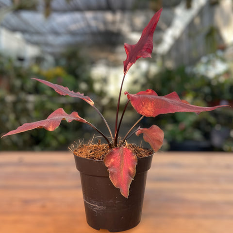 Caladium Lança - 05