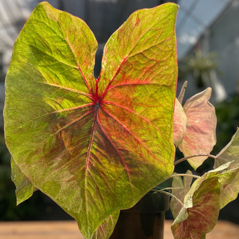 Caladium Especial 01